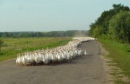 Социалки для блоггеров – мини эксперимент